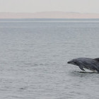 Bottlenose dolphin in Walvis Bay, Namibia