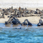 Cape fur seals at Walvis Bay, Namibia