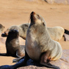 Cape fur seal in Walvis Bay, Namibia