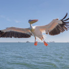 Great white pelican in Walvis Bay, Namibia