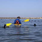 Kayaking with seals in Walvis Bay, Namibia