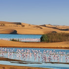 Flamingo flock at Pelican Point in Walvis Bay, Namibia