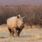 White rhino in Etosha National Park, Namibia
