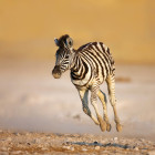 Zebra in Etosha National Park, Namibia