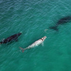 Aerial shot of whales swimming in South Africa