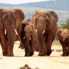 African elephants in Addo Elephant National Park, South Africa