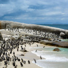 African penguin colony in Boulders Beach, South Africa