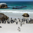 African penguin colony on Boulders Beach in South Africa