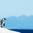 African penguins on Boulders Beach in Cape Town
