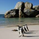 African penguins in Boulders Beach, South Africa