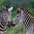 Pair of Burchell's zebra in South Africa