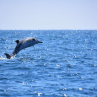Common dolphin jumping out of water in Plettenberg Bay, South Africa