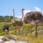 Ostrich in South Africa