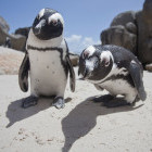 African penguin on Boulder Beach in South Africa