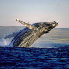 Humpback whale in South Africa