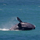 Southern right whale in Hermanus, South Africa