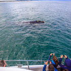Whale watching boat trip in Hermanus, South Africa