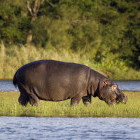 Hippo in South Africa