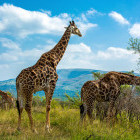 Giraffe in Hluhluwe National Park, South Africa