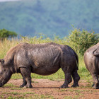 Southern white rhino in Hluhluwe National Park, South Africa
