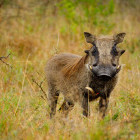 Warthog in Hluhluwe National Park, South Africa