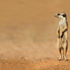 Meerkat standing alert in South Africa