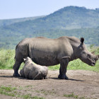 Mother and rhino calf in South Africa