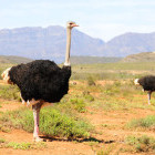 Ostriches in Oudtshoorn, South Africa