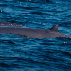 Bryde's whale near Plettenberg Bay, South Africa