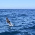 Jumping common dolphin near Plettenberg Bay, South Africa