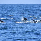 Common dolphin pod near Plettenberg Bay, South Africa
