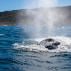Humpback whale near Plettenberg Bay, South Africa