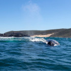 Humpback whale near Plettenberg Bay, South Africa