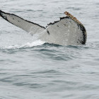 Humpback whale near Plettenberg Bay, South Africa