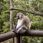 Gibbon in Monkeyland, Plettenberg Bay, South Africa
