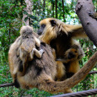 Howler monkey at Monkeyland in Plettenberg Bay, South Africa