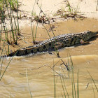 Crocodile in St Lucia Wetlands, South Africa