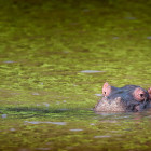 Hippo in St Lucia Wetlands, South Africa