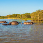 Hippo in St Lucia Wetlands, South Africa