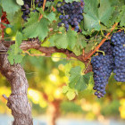 Vineyard in South Africa