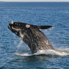 Whale breaching in South Africa