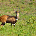 Bushbuck in Arusha, Tanzania