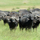 Buffalo in Tanzania