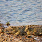 Crocodile in Tanzania