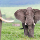 Elephant in Ngorongoro Conservation Area, Tanzania.