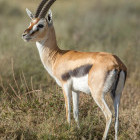 Gazelle in Tanzania.