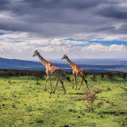 Giraffe in Ngorongoro Conservation Area, Tanzania