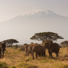 Herd of African elephants in front of Kilimanjaro, Tanzania
