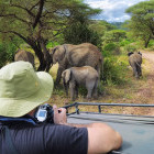 Elephants on a game drive in Lake Manyara, Tanzania