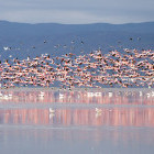 Flamingo flock in Lake Manyara, Tanzania
